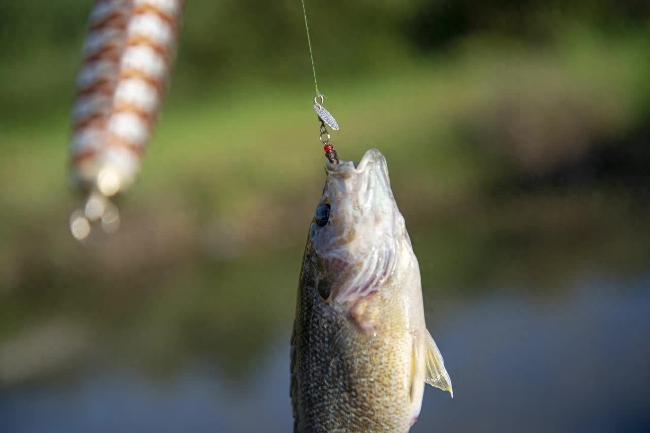 草鱼, tenan, 鲤鱼是典型