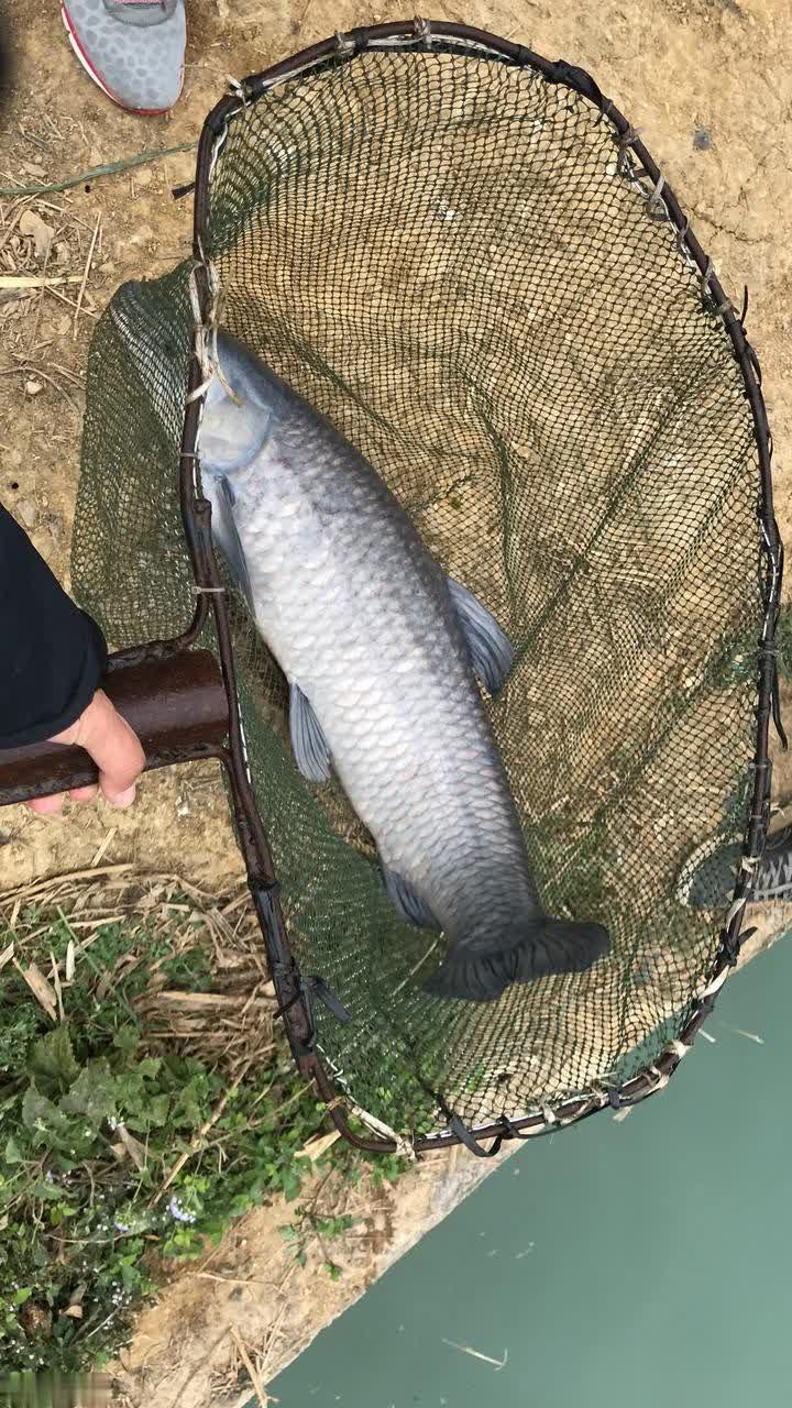 鳊鱼食性偏, 毫无抵抗力, stron